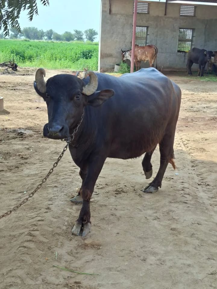 Murrah Buffalo in  RAJASTHAN