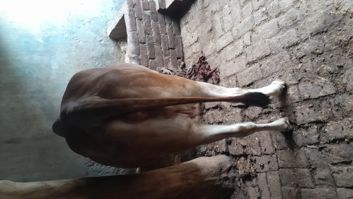 Sahiwal Cow in  UTTAR PRADESH