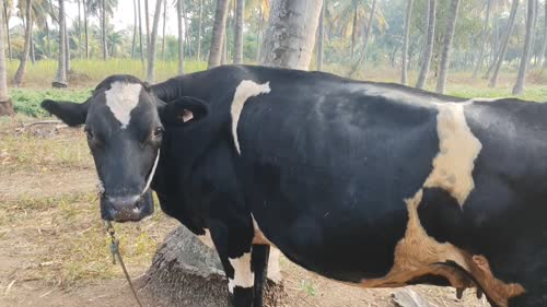 HF Cow H3198 in  KARNATAKA