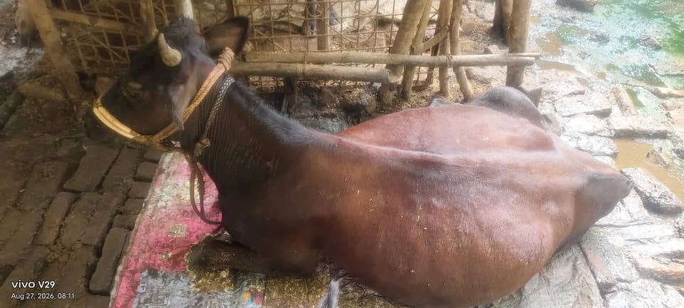 Others Cow in  BIHAR