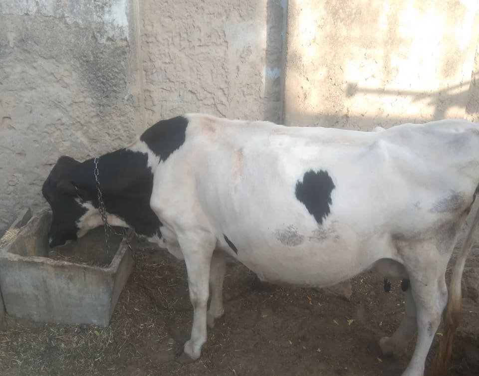 Jersey Cow J1607 in  RAJASTHAN