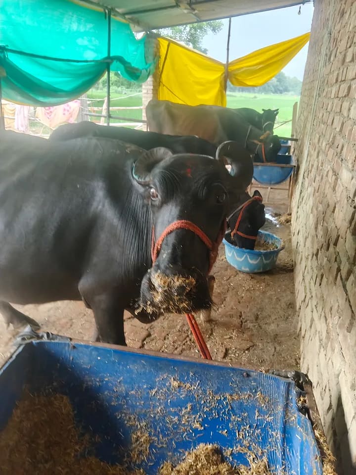 Others Buffalo in  UTTAR PRADESH
