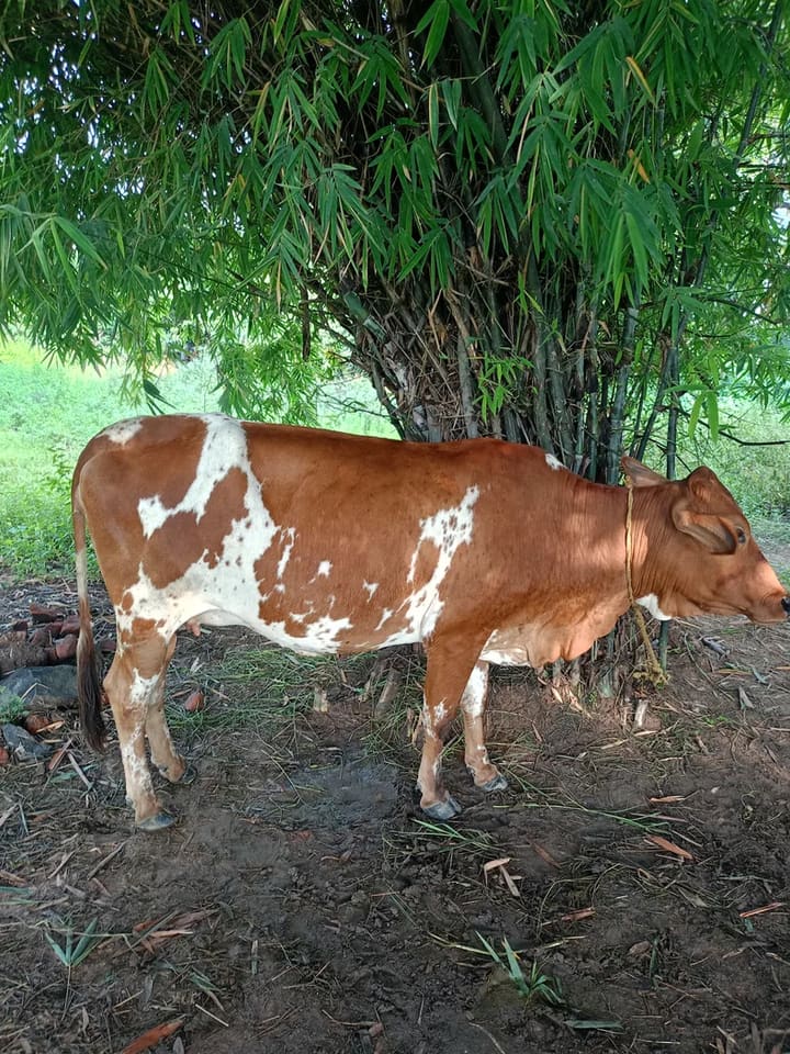 HF Cow H3209 in  ODISHA