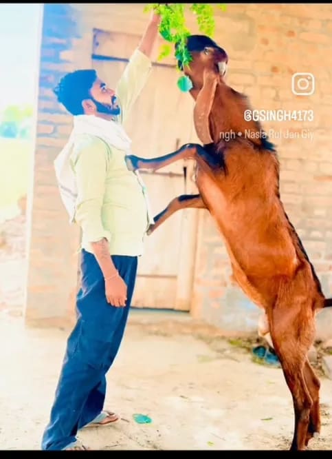 Beetal Goat B0502 in  HARYANA