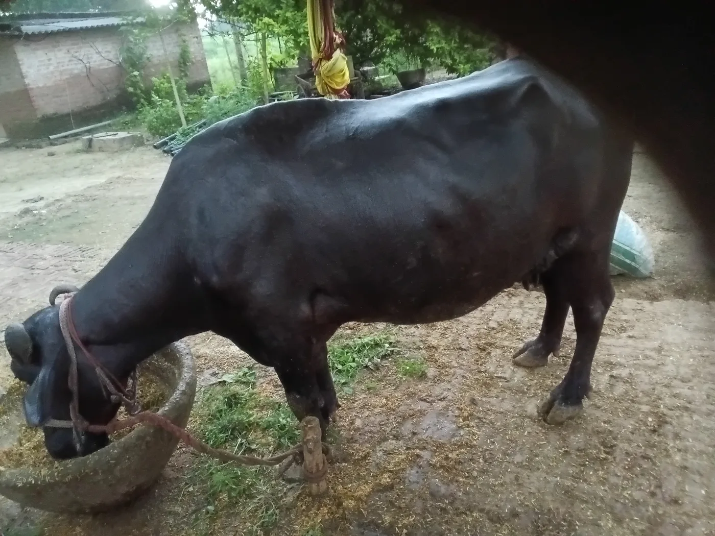 Murrah Buffalo in  UTTAR PRADESH