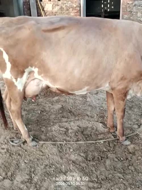 Jersey Cow J1562 in  RAJASTHAN