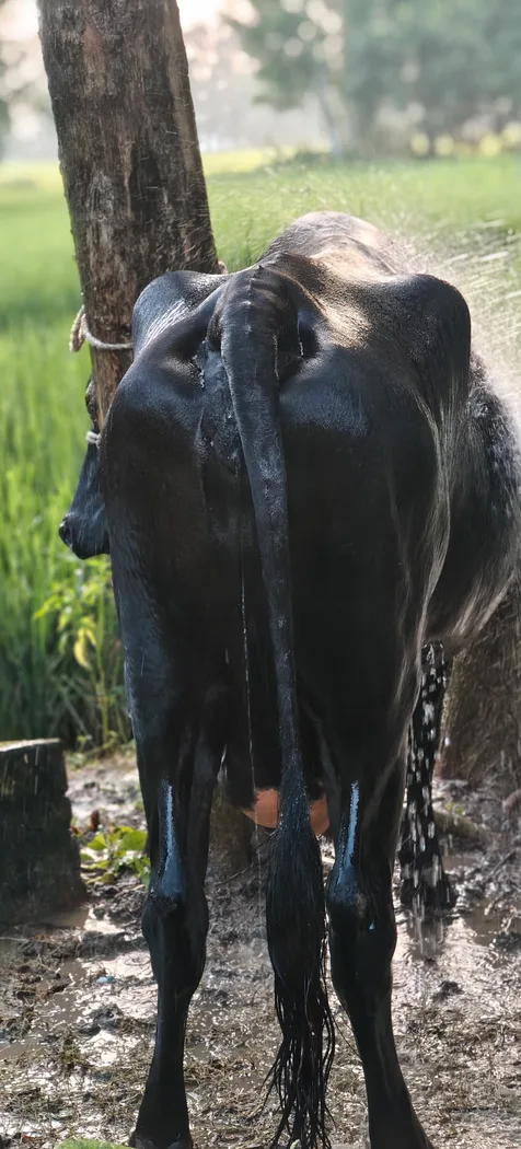 Kapila Cow in  UTTAR PRADESH