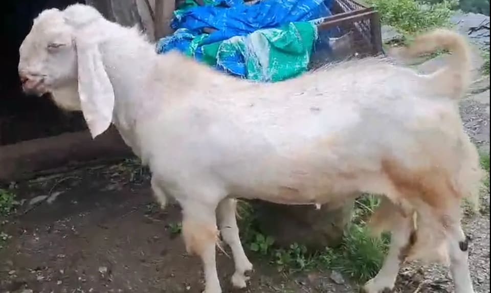 Sojat Goat S0333 in  UTTARAKHAND