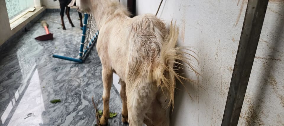 Gujri Goat in  MAHARASHTRA