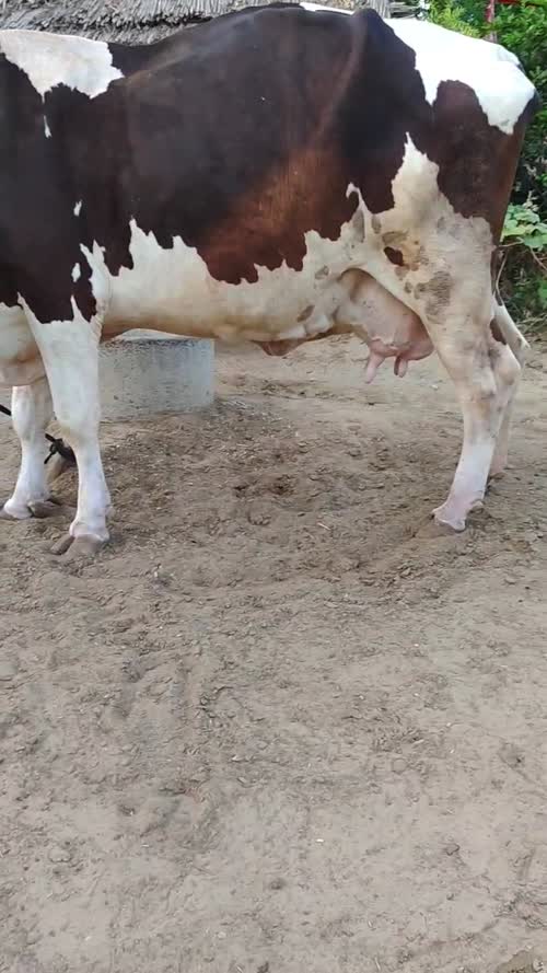 HF Cow H3356 in  RAJASTHAN