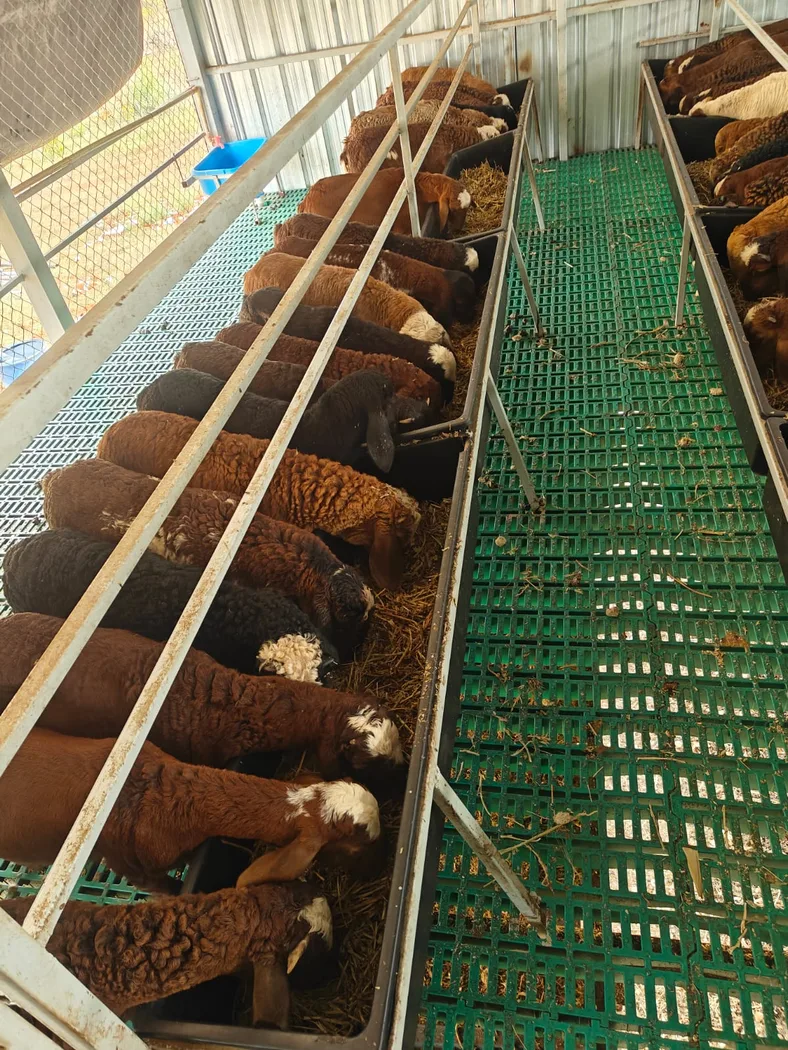 Sindhanoor Sheep S0226 in  KARNATAKA