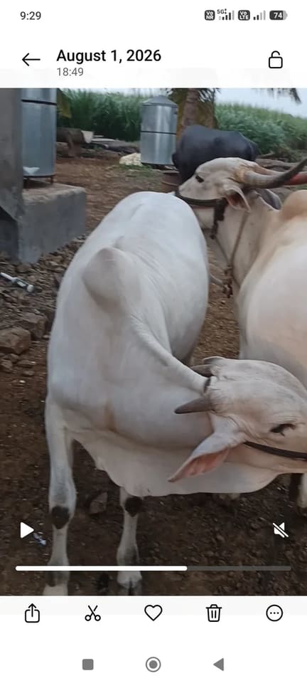 Others Cow in  MAHARASHTRA