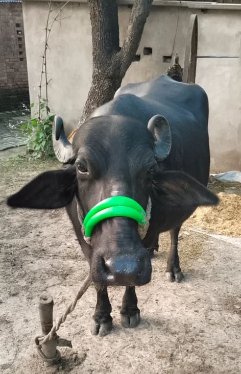 Murrah Buffalo in  UTTAR PRADESH