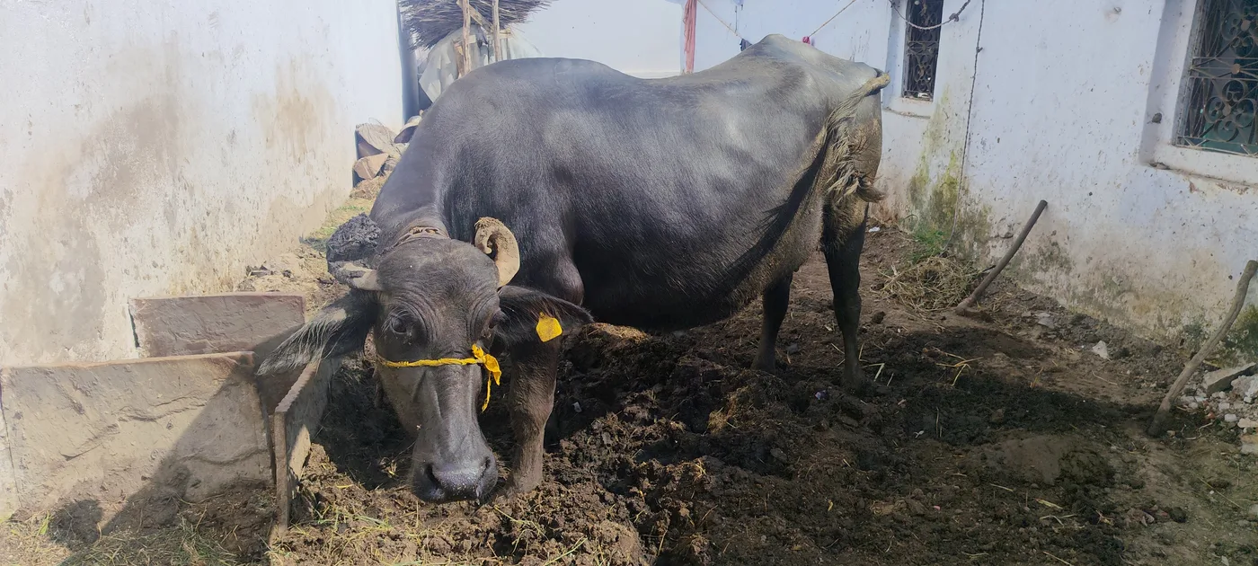 Murrah Buffalo in  RAJASTHAN