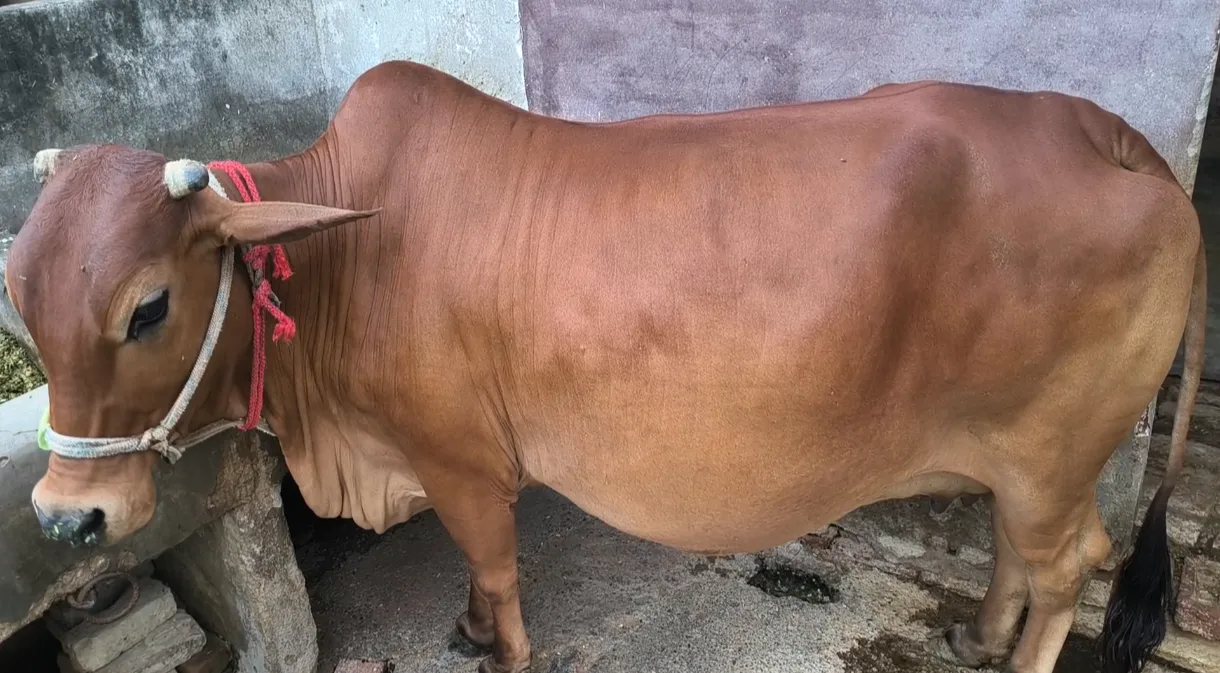 Sahiwal Cow in  UTTAR PRADESH