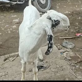 Jamunapari Goat in  UTTAR PRADESH