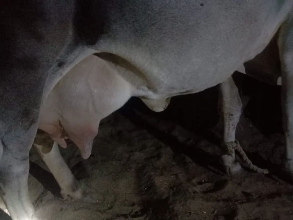 Sahiwal Cow in  RAJASTHAN