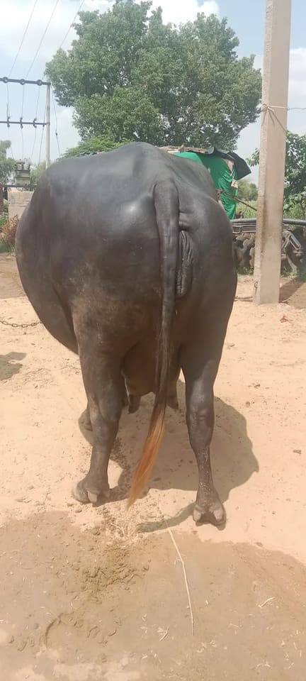 Murrah Buffalo M4714 in  RAJASTHAN