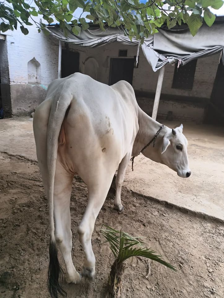 Hariyana Cow in  HARYANA