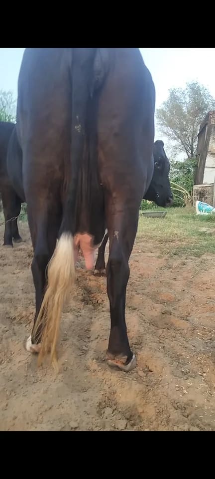 Sahiwal Cow in  RAJASTHAN