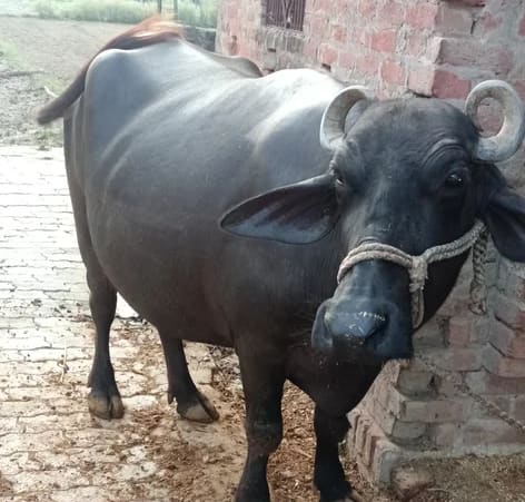Murrah Buffalo in  UTTAR PRADESH