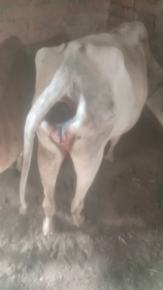 Gir Cow in  ODISHA