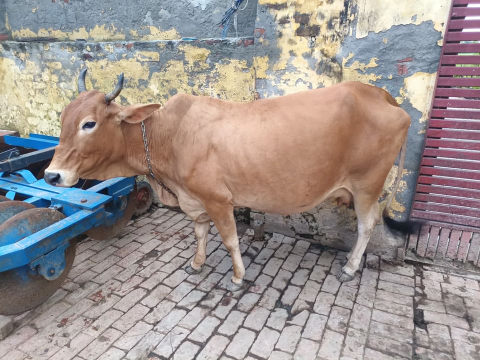 Sahiwal Cow S1917 in  UTTAR PRADESH