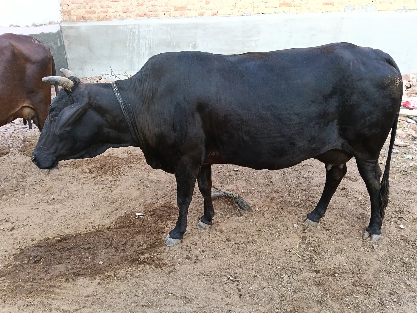 Jersey Cow J1560 in  RAJASTHAN