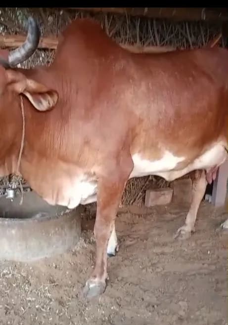 Sahiwal Cow in RAJASTHAN