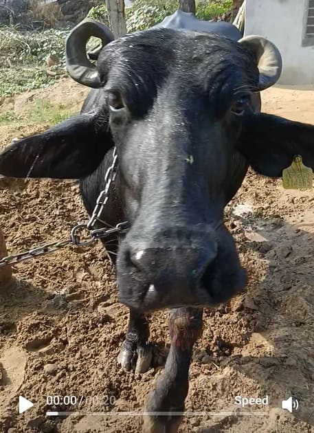 Murrah Buffalo in  HARYANA