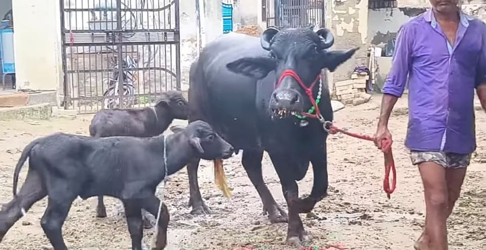 Murrah Buffalo in  MAHARASHTRA