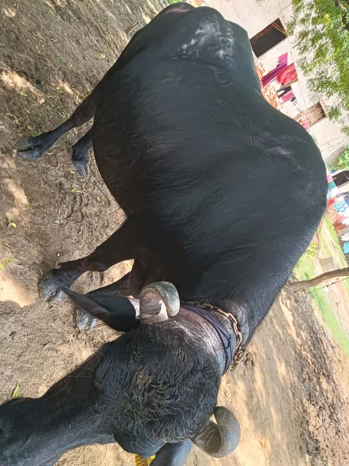 Murrah Buffalo in  RAJASTHAN