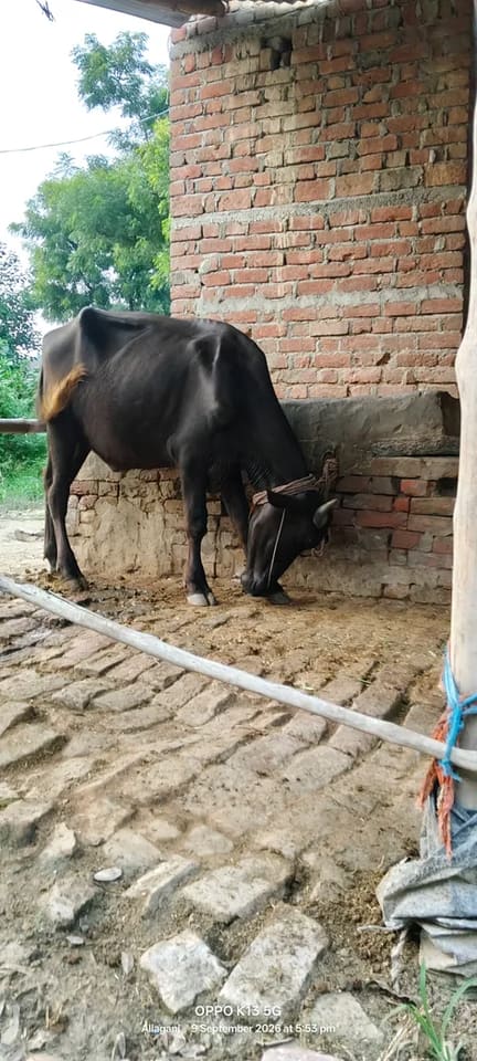Bhesa Bhesa O0885 in  UTTAR PRADESH