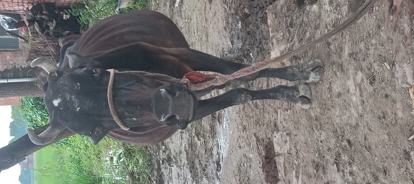 Jersey Cow in  UTTAR PRADESH