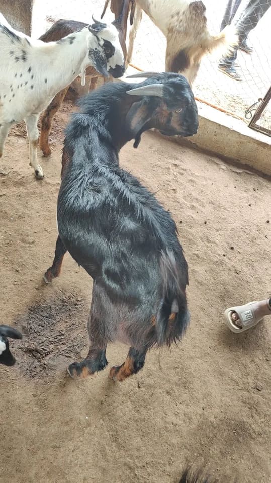 Others Goat in  TELANGANA