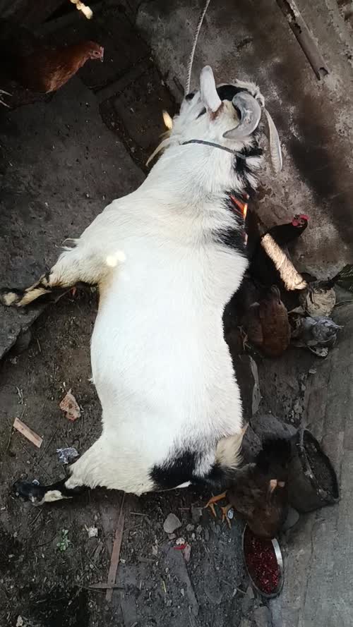 Benthem Bakra Bakra O0260 in  MAHARASHTRA