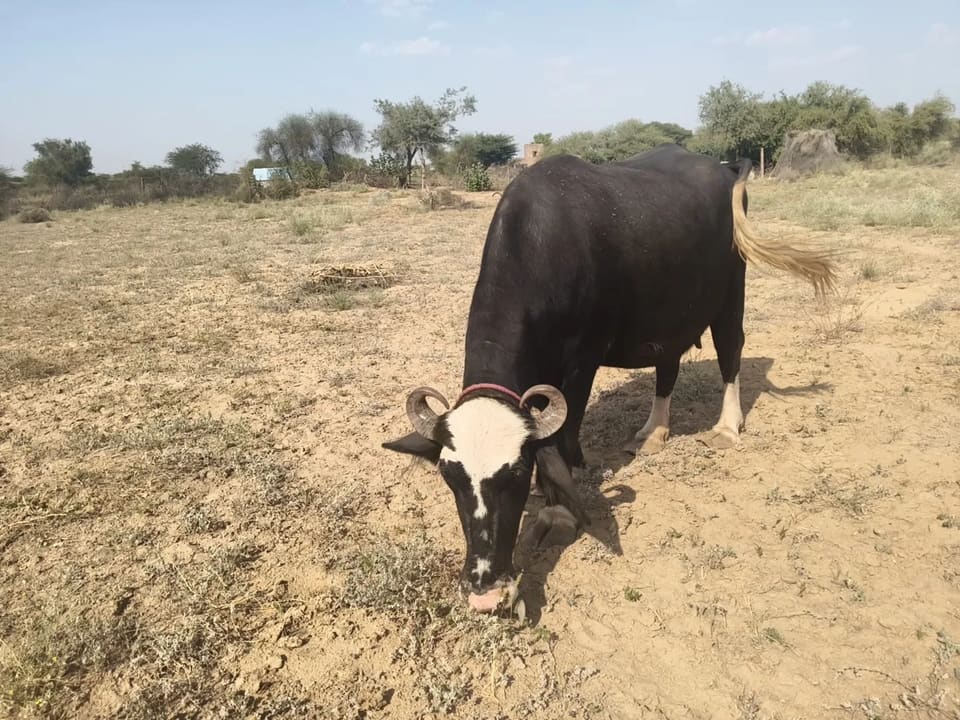 Murrah Buffalo in RAJASTHAN