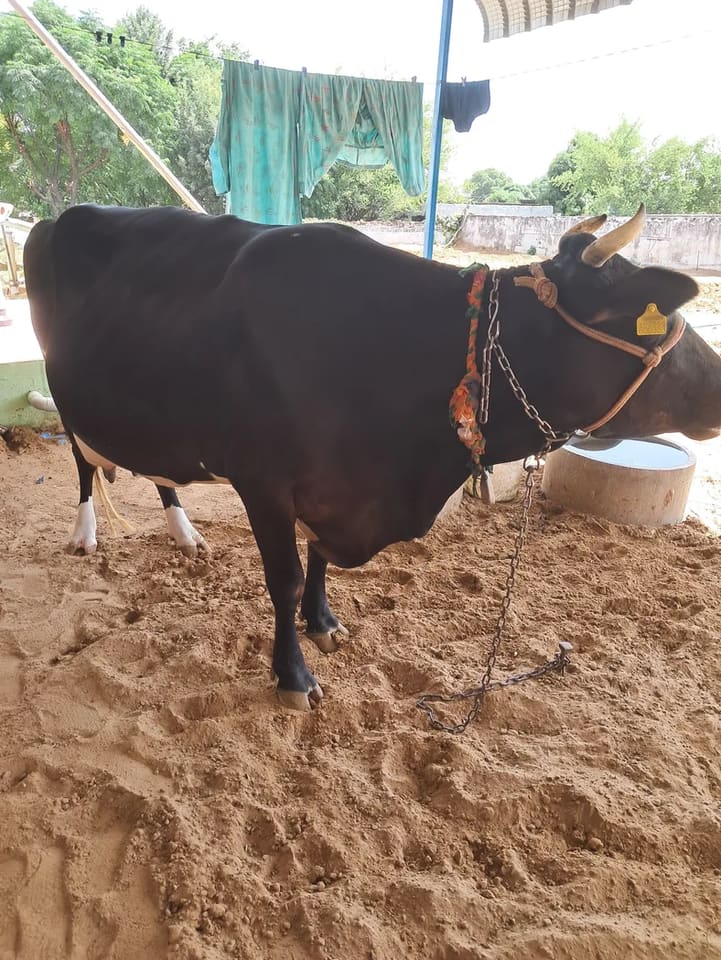 HF Cow in  RAJASTHAN