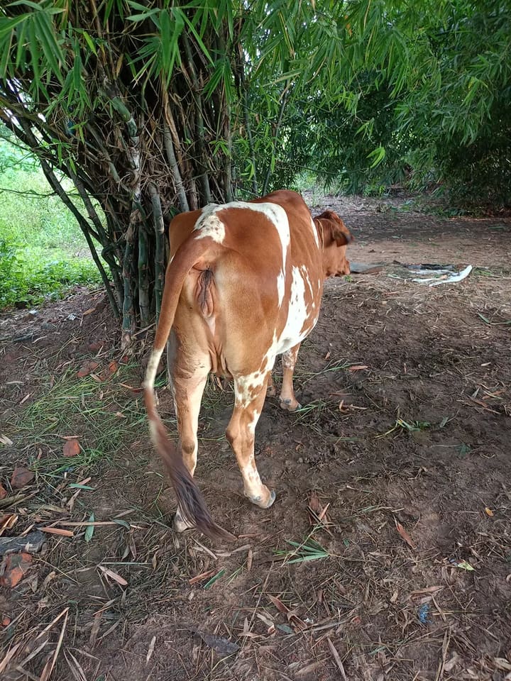 HF Cow in  ODISHA