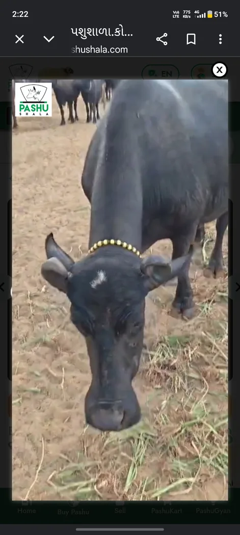 Banni  Buffalo B0567 in  GUJARAT