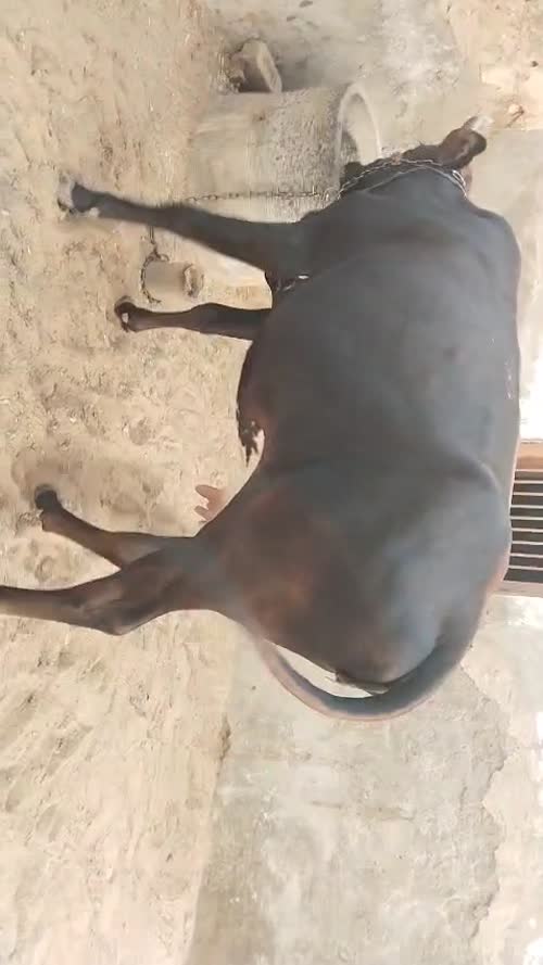 Jersey Cow J1586 in  RAJASTHAN