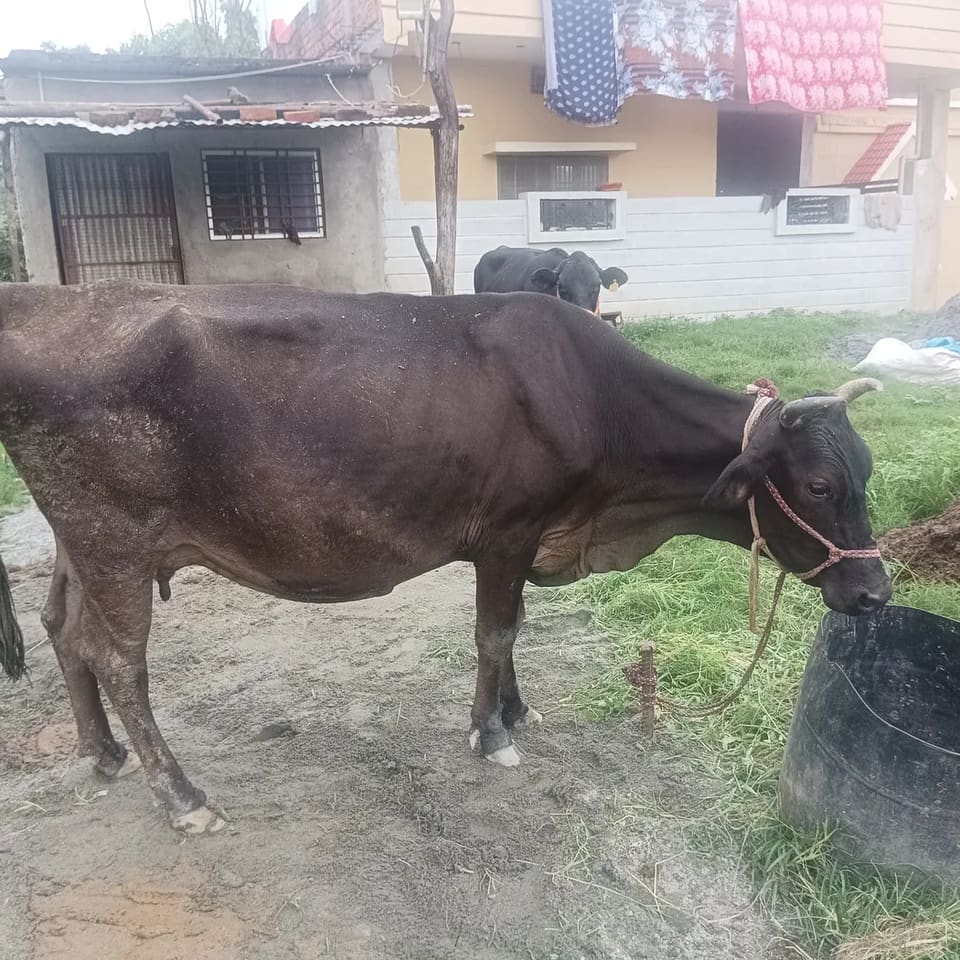 Jersey Cow in  JHARKHAND