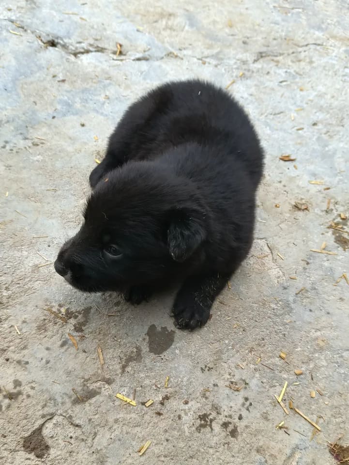Garman Shepherd Dog O0867 in  UTTAR PRADESH