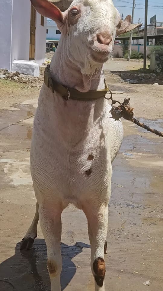 Barbari Goat in  GUJARAT