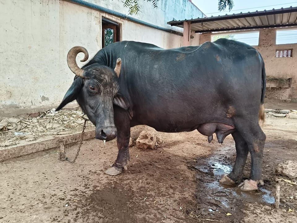Murrah Buffalo M5407 in  RAJASTHAN