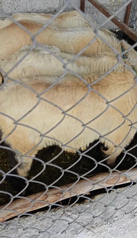 Bannur Sheep B0251 in  ANDHRA PRADESH