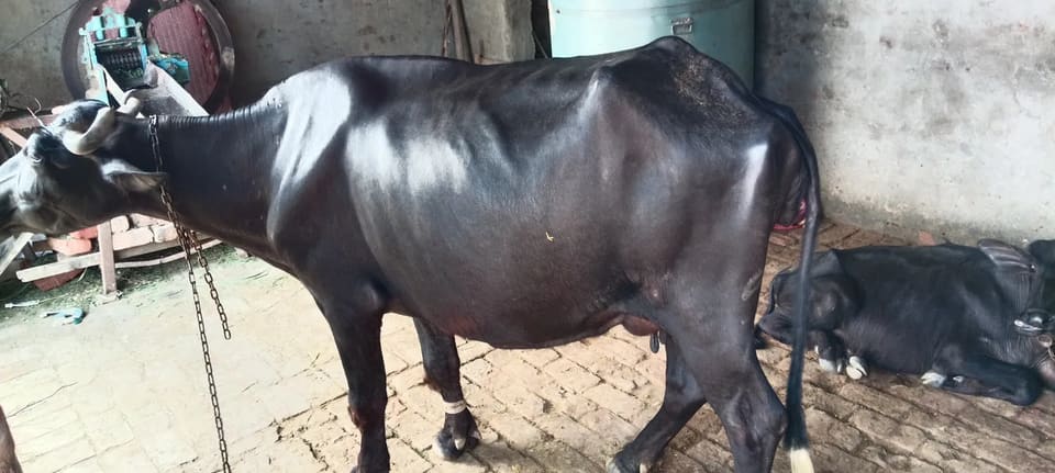 Murrah Buffalo M4685 in  HARYANA