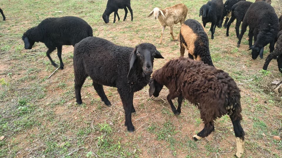 Deccani Sheep in  TAMIL NADU