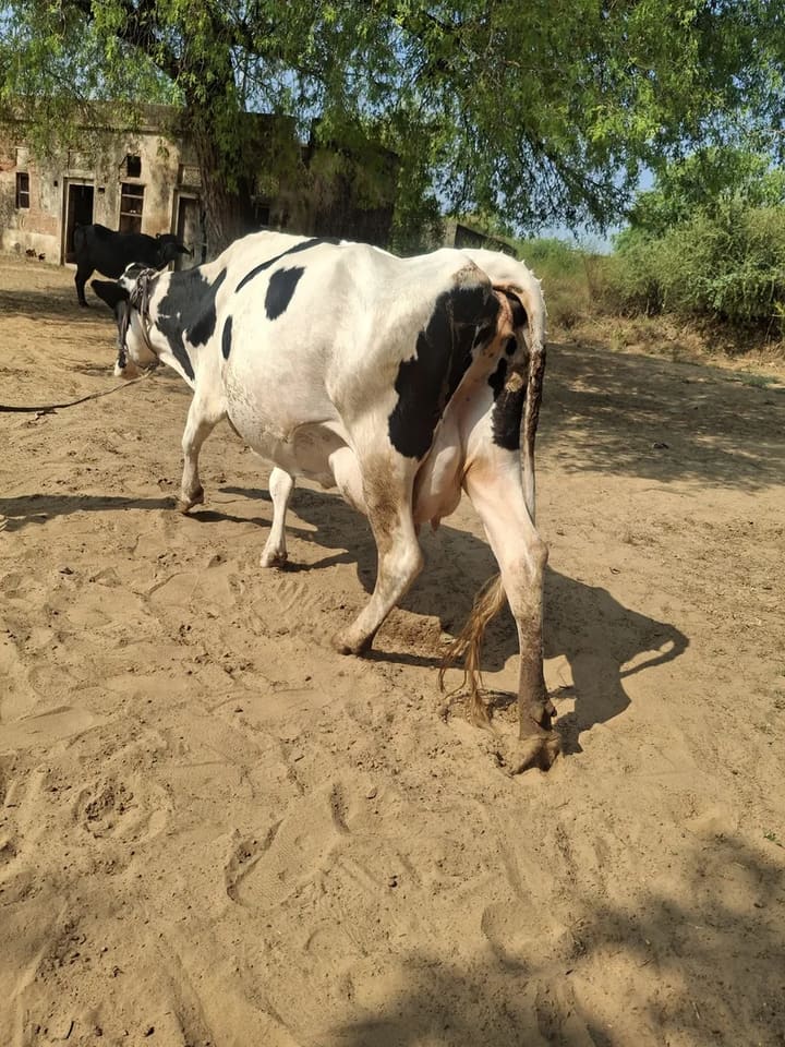 HF Cow in  RAJASTHAN
