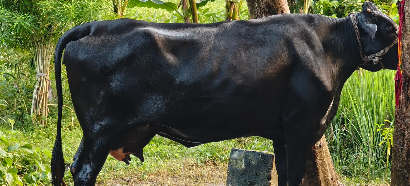 Kapila Cow in  UTTAR PRADESH